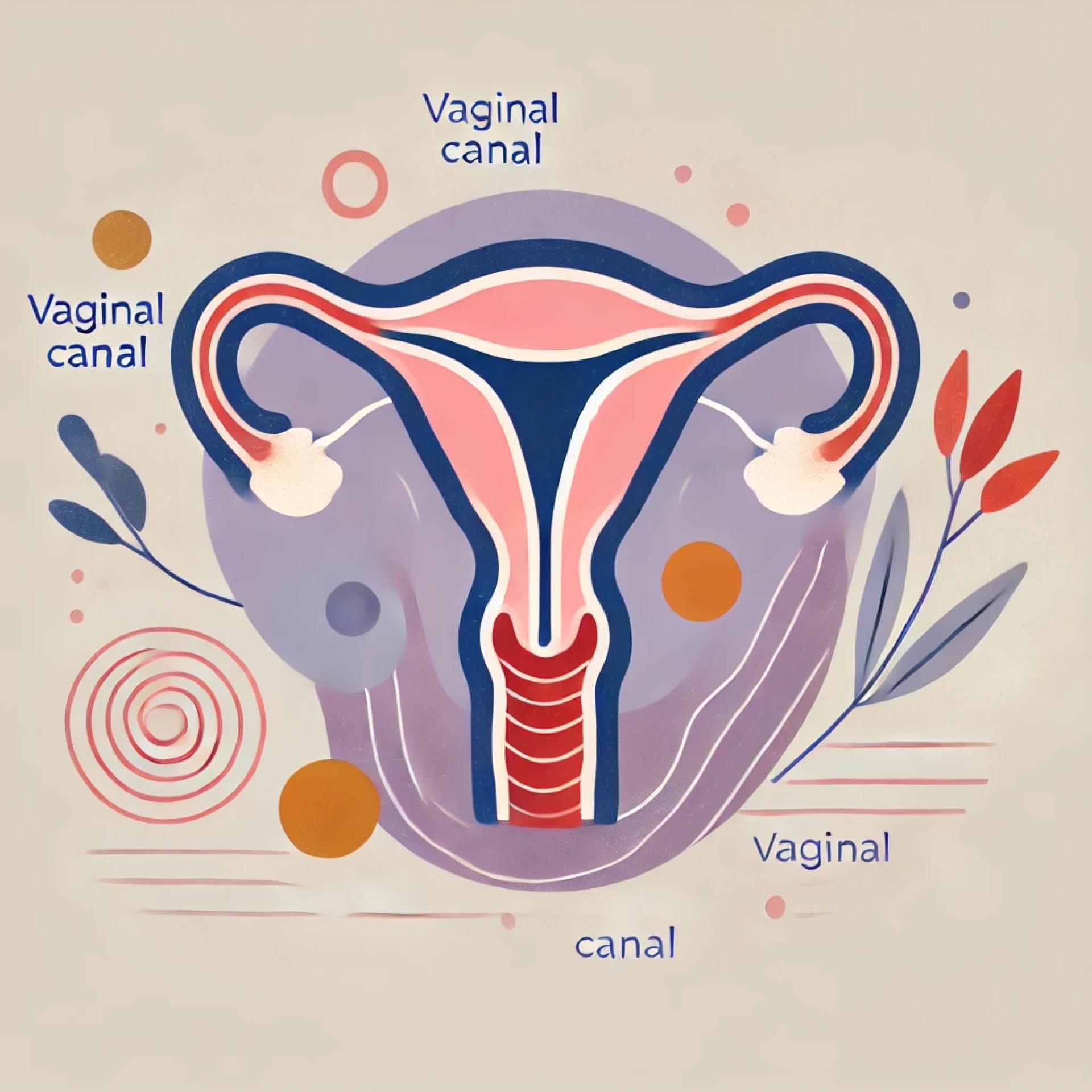 artisical representation of vaginal canal